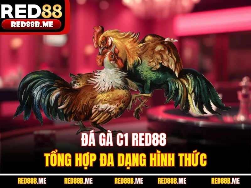 Đá Gà C1 RED88 – Sân Chơi Đỉnh Cao Dành Cho Tín Đồ Chọi Kê - JADE68