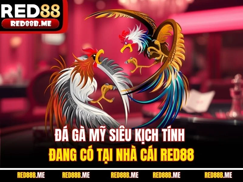 Đá Gà Thomo RED88 - Trực Tiếp Chọi Kê Lôi Cuốn, Full HD - JADE68