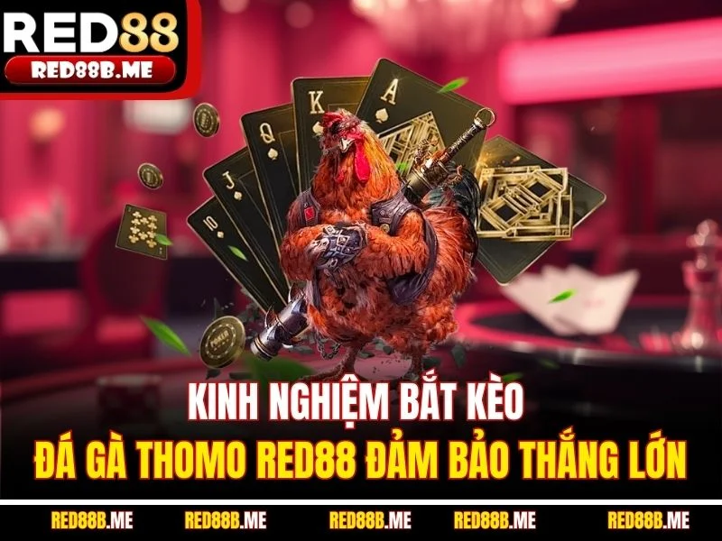Đá Gà Thomo RED88 - Trực Tiếp Chọi Kê Lôi Cuốn, Full HD - JADE68