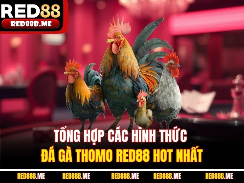 Đá Gà Thomo RED88 - Trực Tiếp Chọi Kê Lôi Cuốn, Full HD - JADE68